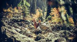 Кадр из фильма "Бродяга" - 1