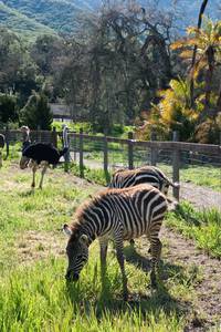 Кадр Мы купили зоопарк