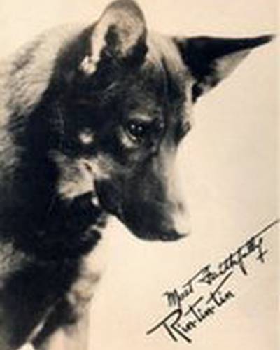 Рин Тинь Тинь фото