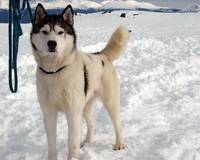 Кадр Белый плен