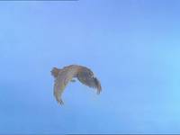 Кадр Кот в сапогах