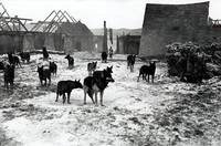 Кадр Маркета Лазарова