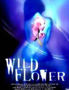 Полевые цветы