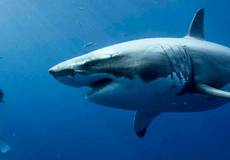 Победителя Берлинале разорвала большая белая акула