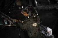 Кадр Полицейский пес 