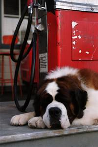 Кадр Бетховен 5 (видео)