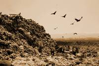 Кадр Свалка