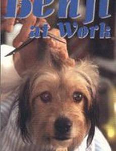 Бенджи в действии