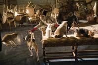 Кадр Отель для собак