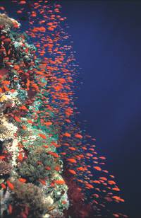 Кадр Глубина