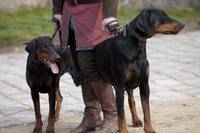 Кадр Мерлин