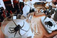 Кадр Боязнь пауков