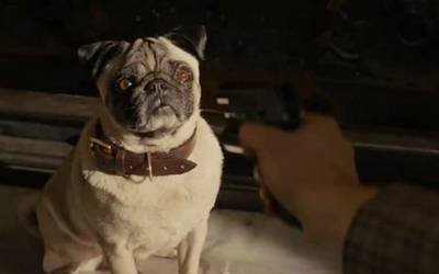 Коубы недели: туалет Чубакки, Том Харди спасает собак и пингвины