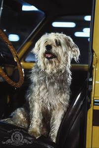 Кадр Собачья охранная система дома