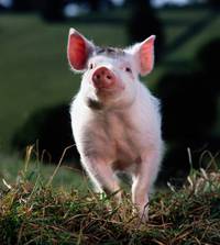 Кадр Бэйб: Четвероногий малыш