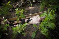 Кадр Ганнибал