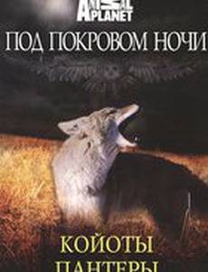 Под покровом ночи
