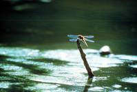 Кадр Микрокосмос