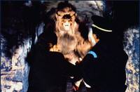 Кадр Американский оборотень в Париже