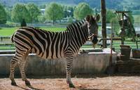 Кадр Бешеные скачки