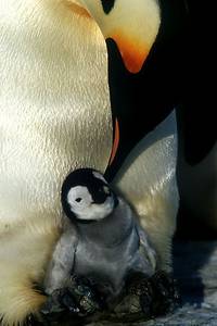 Кадр Птицы 2: Путешествие на край света