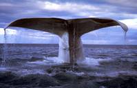 Кадр Моби Дик (мини-сериал)