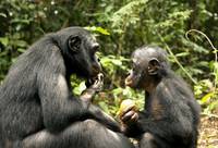 Кадр Бонобо