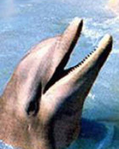 Флиппер фото