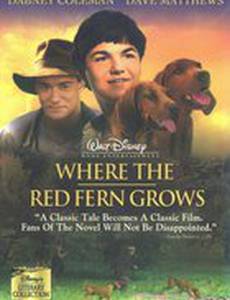 Цветок красного папоротника