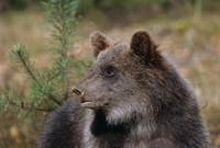 Кадр Кнут и его друзья