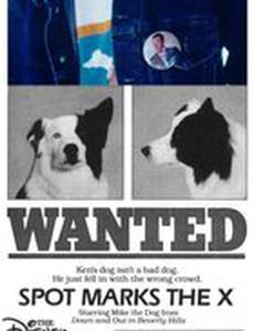 Собачий секрет