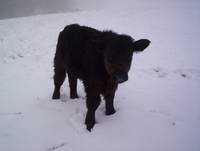 Кадр Tales from the Green Valley