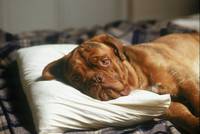 Кадр Тёрнер и Хуч