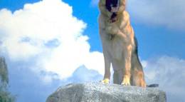 Кадр из фильма "К-9 III: Частные детективы (видео)" - 2