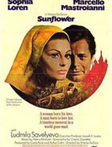 Подсолнухи