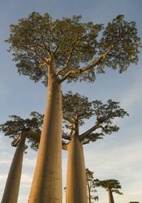 Кадр BBC: Планета Земля