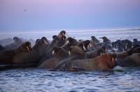 Кадр Мишка на севере