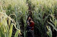 Кадр Семь мечей