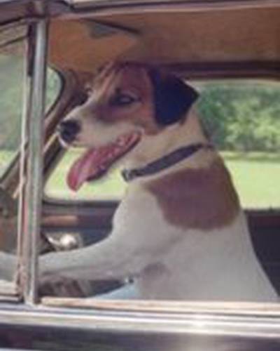 Пёс Энцо фото