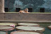 Кадр Жизнь Пи