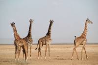 Кадр Африканское сафари 3D