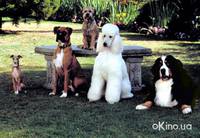 Кадр Лохматый спецназ