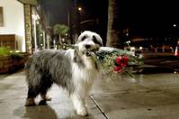 Кадр Лохматый папа