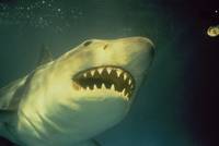 Кадр Челюсти 3