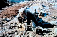 Кадр Кабан-секач