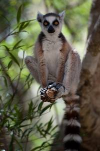 Кадр Остров лемуров: Мадагаскар