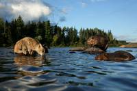 Кадр Приключения бобрёнка