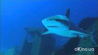 Кадр Чудеса океана 3D