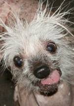 Rascal The World's Ugliest Dog фото