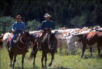 Кадр Заклинатель лошадей